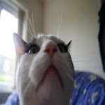 Mister Camera Sniff